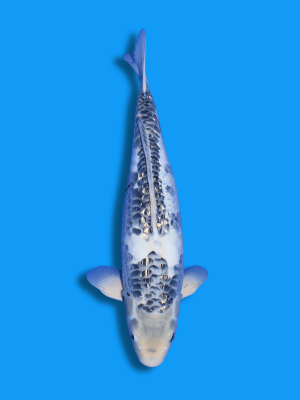 Big Scale Kawarimono | Koi&Co.